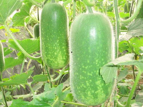 今日吃瓜51cg热门大瓜娜娜 吃瓜网,揭秘今日吃瓜51cg热门大瓜背后的真相